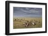 Marabou Storks and Whitebacked Vultures at Wildebeest Carcass-Paul Souders-Framed Photographic Print