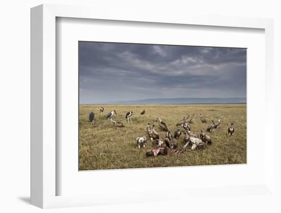 Marabou Storks and Whitebacked Vultures at Wildebeest Carcass-Paul Souders-Framed Photographic Print