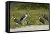 Marabou Storks by Chobe River, Chobe, Kasane, Botswana-David Wall-Framed Stretched Canvas