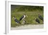 Marabou Storks by Chobe River, Chobe, Kasane, Botswana-David Wall-Framed Photographic Print