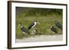 Marabou Storks by Chobe River, Chobe, Kasane, Botswana-David Wall-Framed Photographic Print