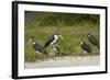 Marabou Storks by Chobe River, Chobe, Kasane, Botswana-David Wall-Framed Photographic Print