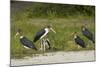 Marabou Storks by Chobe River, Chobe, Kasane, Botswana-David Wall-Mounted Photographic Print