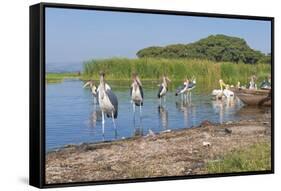 Marabou Storks (Leptoptilos Crumeniferus) and White Pelicans (Pelecanus Onocrotalus)-Gabrielle and Michel Therin-Weise-Framed Stretched Canvas