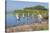 Marabou Storks (Leptoptilos Crumeniferus) and White Pelicans (Pelecanus Onocrotalus)-Gabrielle and Michel Therin-Weise-Stretched Canvas