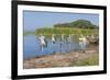 Marabou Storks (Leptoptilos Crumeniferus) and White Pelicans (Pelecanus Onocrotalus)-Gabrielle and Michel Therin-Weise-Framed Photographic Print