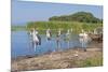 Marabou Storks (Leptoptilos Crumeniferus) and White Pelicans (Pelecanus Onocrotalus)-Gabrielle and Michel Therin-Weise-Mounted Photographic Print