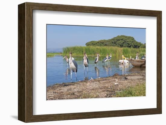 Marabou Storks (Leptoptilos Crumeniferus) and White Pelicans (Pelecanus Onocrotalus)-Gabrielle and Michel Therin-Weise-Framed Photographic Print