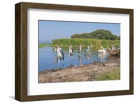 Marabou Storks (Leptoptilos Crumeniferus) and White Pelicans (Pelecanus Onocrotalus)-Gabrielle and Michel Therin-Weise-Framed Photographic Print