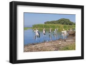 Marabou Storks (Leptoptilos Crumeniferus) and White Pelicans (Pelecanus Onocrotalus)-Gabrielle and Michel Therin-Weise-Framed Photographic Print