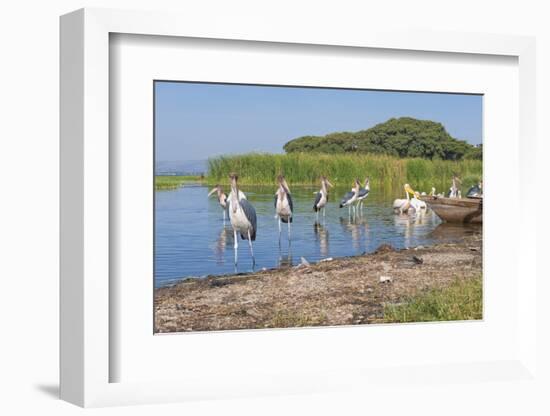 Marabou Storks (Leptoptilos Crumeniferus) and White Pelicans (Pelecanus Onocrotalus)-Gabrielle and Michel Therin-Weise-Framed Photographic Print