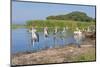 Marabou Storks (Leptoptilos Crumeniferus) and White Pelicans (Pelecanus Onocrotalus)-Gabrielle and Michel Therin-Weise-Mounted Photographic Print