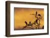 Marabou storks (Leptoptilos crumeniferus) perching on a tree at sunrise, Tanzania-Sergio Pitamitz-Framed Photographic Print