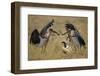 Marabou Storks, Ngorongoro Conservation Area, Tanzania-Paul Souders-Framed Photographic Print