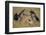 Marabou Storks, Ngorongoro Conservation Area, Tanzania-Paul Souders-Framed Photographic Print