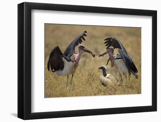 Marabou Storks, Ngorongoro Conservation Area, Tanzania-Paul Souders-Framed Photographic Print