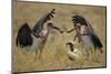 Marabou Storks, Ngorongoro Conservation Area, Tanzania-Paul Souders-Mounted Photographic Print