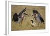 Marabou Storks, Ngorongoro Conservation Area, Tanzania-Paul Souders-Framed Photographic Print