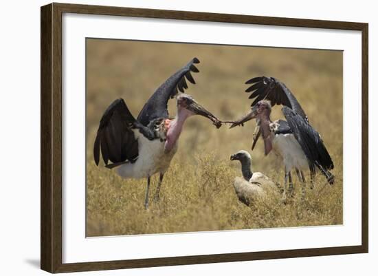 Marabou Storks, Ngorongoro Conservation Area, Tanzania-Paul Souders-Framed Photographic Print