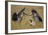 Marabou Storks, Ngorongoro Conservation Area, Tanzania-Paul Souders-Framed Photographic Print