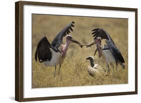 Marabou Storks, Ngorongoro Conservation Area, Tanzania-Paul Souders-Framed Photographic Print