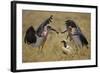 Marabou Storks, Ngorongoro Conservation Area, Tanzania-Paul Souders-Framed Photographic Print