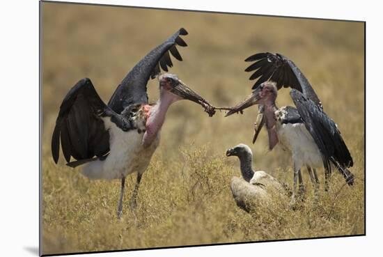 Marabou Storks, Ngorongoro Conservation Area, Tanzania-Paul Souders-Mounted Photographic Print
