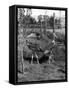 Marabou Storks-null-Framed Stretched Canvas
