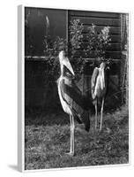 Marabou Storks-null-Framed Photographic Print