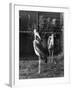 Marabou Storks-null-Framed Photographic Print