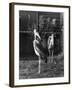 Marabou Storks-null-Framed Photographic Print