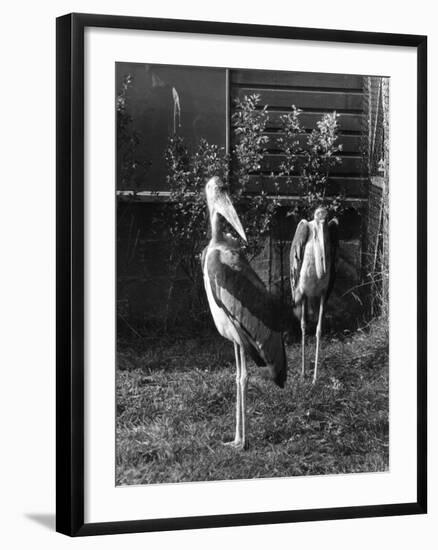 Marabou Storks-null-Framed Photographic Print