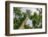 Marantaceae forest. Odzala-Kokoua National Park. Congo-Roger De La Harpe-Framed Photographic Print