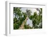 Marantaceae forest. Odzala-Kokoua National Park. Congo-Roger De La Harpe-Framed Photographic Print