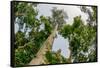 Marantaceae forest. Odzala-Kokoua National Park. Congo-Roger De La Harpe-Framed Stretched Canvas