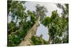 Marantaceae forest. Odzala-Kokoua National Park. Congo-Roger De La Harpe-Stretched Canvas