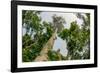 Marantaceae forest. Odzala-Kokoua National Park. Congo-Roger De La Harpe-Framed Photographic Print