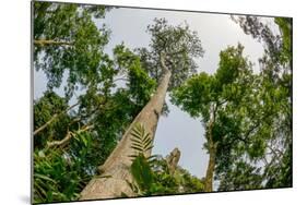 Marantaceae forest. Odzala-Kokoua National Park. Congo-Roger De La Harpe-Mounted Photographic Print