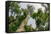 Marantaceae forest. Odzala-Kokoua National Park. Congo-Roger De La Harpe-Framed Stretched Canvas