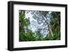 Marantaceae forest. Odzala-Kokoua National Park. Congo-Roger De La Harpe-Framed Photographic Print