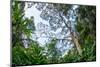 Marantaceae forest. Odzala-Kokoua National Park. Congo-Roger De La Harpe-Mounted Photographic Print