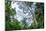 Marantaceae forest. Odzala-Kokoua National Park. Congo-Roger De La Harpe-Mounted Photographic Print