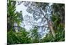 Marantaceae forest. Odzala-Kokoua National Park. Congo-Roger De La Harpe-Mounted Photographic Print