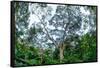 Marantaceae forest. Odzala-Kokoua National Park. Congo-Roger De La Harpe-Framed Stretched Canvas