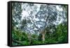 Marantaceae forest. Odzala-Kokoua National Park. Congo-Roger De La Harpe-Framed Stretched Canvas