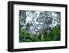 Marantaceae forest. Odzala-Kokoua National Park. Congo-Roger De La Harpe-Framed Photographic Print