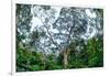 Marantaceae forest. Odzala-Kokoua National Park. Congo-Roger De La Harpe-Framed Photographic Print