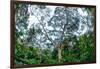 Marantaceae forest. Odzala-Kokoua National Park. Congo-Roger De La Harpe-Framed Photographic Print