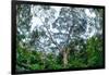 Marantaceae forest. Odzala-Kokoua National Park. Congo-Roger De La Harpe-Framed Photographic Print