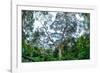 Marantaceae forest. Odzala-Kokoua National Park. Congo-Roger De La Harpe-Framed Photographic Print